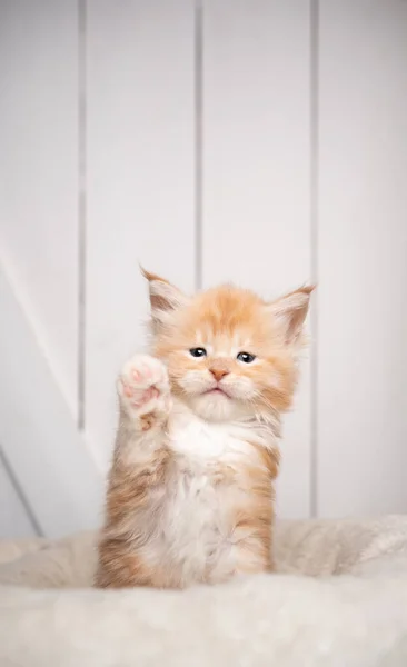 可爱的小猫举起爪子，就像它在白色的木制背景上招呼人一样 — 图库照片
