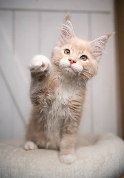 Любопытный игривый мейн-кун котенок, поднимающий лапу — стоковое фото