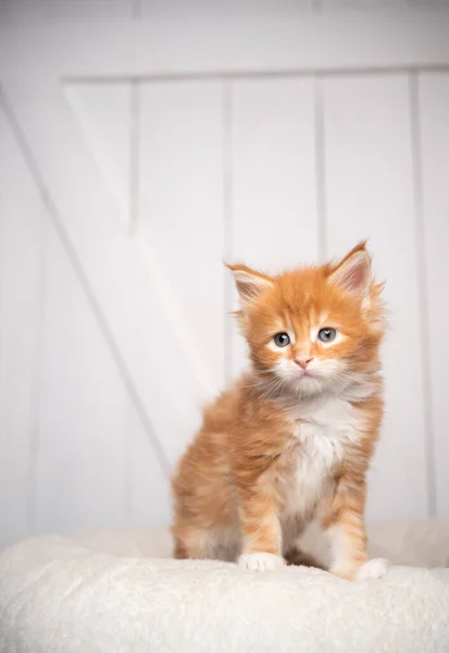 Bonito gengibre maine casulo gatinho retrato na almofada branca com espaço de cópia — Fotografia de Stock