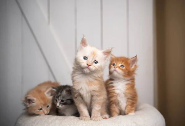 group photo of different colored cute maine coon kittens