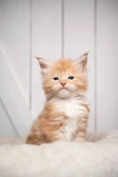 Lindo maine coon gatito retrato sobre fondo de madera blanca — Foto de Stock
