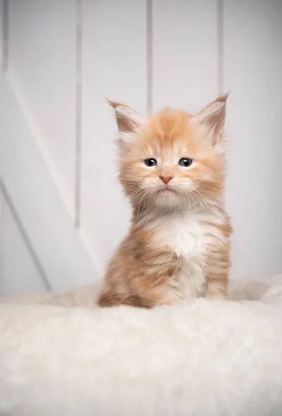 Bonito pequeno gengibre maine casulo gatinho retrato no branco de madeira fundo — Fotografia de Stock