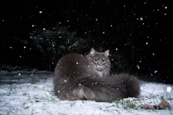 夜は雪に覆われた屋外でふわふわの尾を持つ灰色のメインカヌー猫 — ストック写真