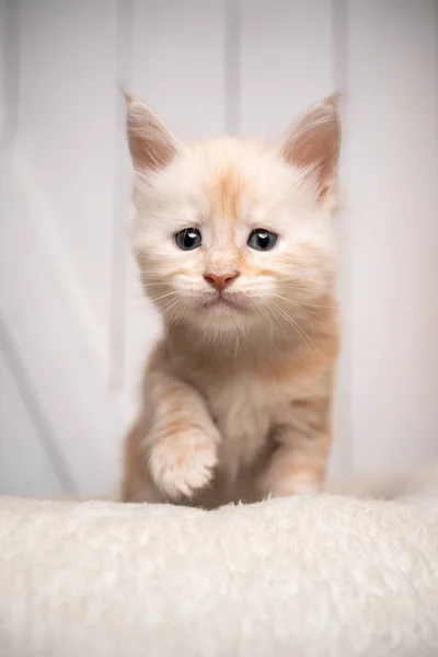 Curioso creme branco maine casulo gatinho retrato — Fotografia de Stock