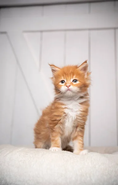 Gengibre maine casulo gatinho retrato no branco de madeira fundo — Fotografia de Stock