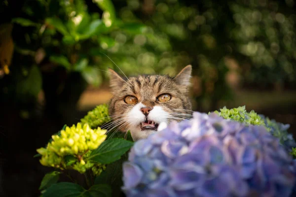 Söpö tabby valkoinen brittiläinen shortthair kissa takana kukkivat hortensia kasvi — kuvapankkivalokuva