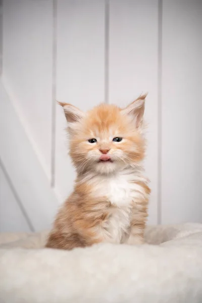 Gengibre maine casulo gatinho retrato lambendo lábios no branco de madeira fundo — Fotografia de Stock