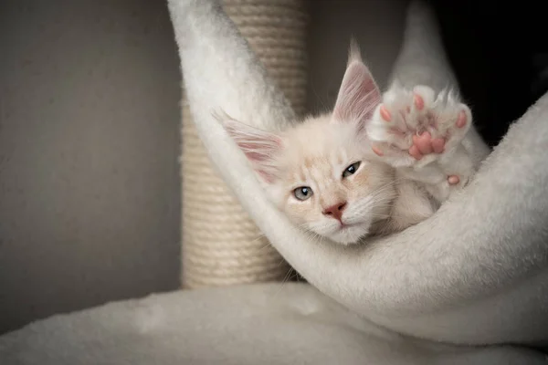 Bonito maine coon gatinho descansando em confortável rede de árvore de gato — Fotografia de Stock