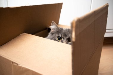 Kedi karton kutunun içinde saklanıp kameraya bakıyor.