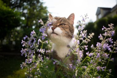 Tekir beyaz kedi açık havada çiçek açan kedi nanesi kokusu.