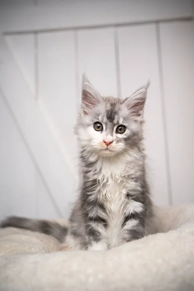 Noir argent torbie blanc maine chaton chaton assis sur coussin blanc portrait — Photo
