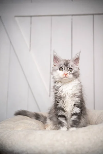 Beyaz yastığa oturmuş kameraya bakan sevimli bir zenci kedi yavrusu. — Stok fotoğraf