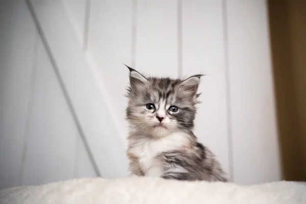 Lindo negro plata torbie blanco maine coon gatito retrato — Foto de Stock