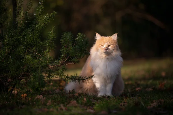 Пухнаста кішка сидить на відкритому повітрі поруч з кущем розмарину в сонячному світлі спостереження — стокове фото