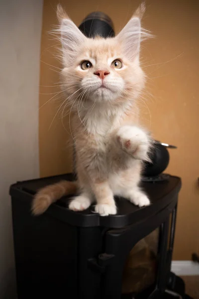 Brincalhão maine coon gatinho sentado na lareira do forno levantando pata — Fotografia de Stock