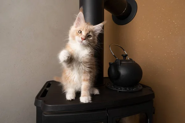 Játékos maine Mosómedve cica ül kemence kandalló emelő mancs — Stock Fotó