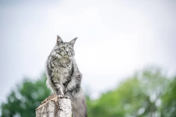 Prata tabby maine coon gato sentado no toco de bétula observando a natureza — Fotografia de Stock