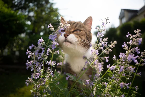 Tabby gato branco cheirar planta de catnip florescente ao ar livre — Fotografia de Stock