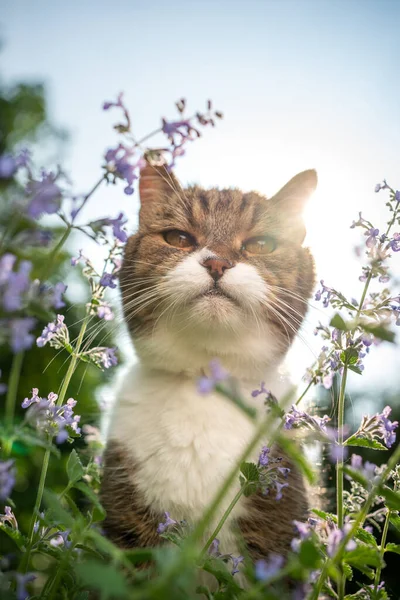 Tabby valkoinen kissa takana kukkivat kissanminttu kasvi ulkona auringonvalossa — kuvapankkivalokuva