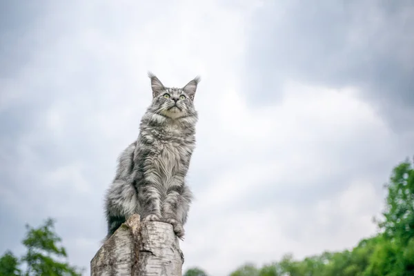 Maine coon cat sitting on birch tree stump outdoors observing nature — Stock Photo, Image