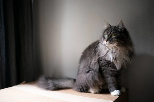 ふわふわの灰色の猫が段ボール箱に座って — ストック写真