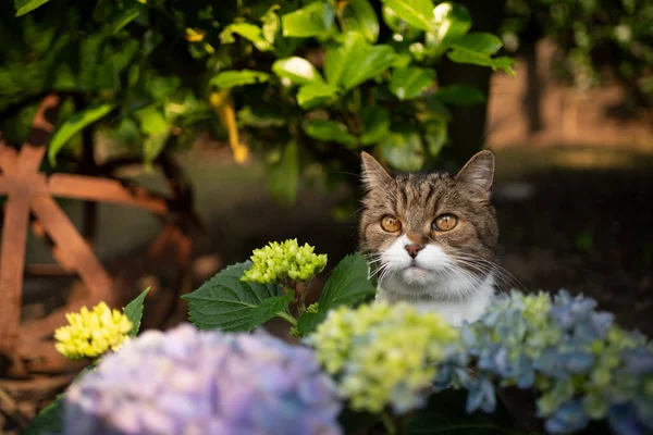 Schattig tabby wit brits stenografisch kat achter bloeiende hortensia plant — Stockfoto