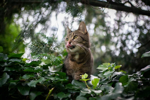 Hauskatze draußen in der grünen Natur auf Streifzug — Stockfoto