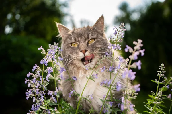 Maine coon kot patrząc na kwitnące kocimiętka roślin na zewnątrz w naturze — Zdjęcie stockowe