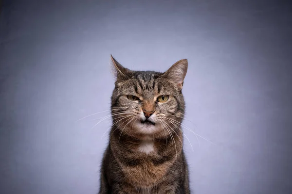 Таббі короткошерстий кіт дивиться на камеру сердитий на сірому фоні — стокове фото