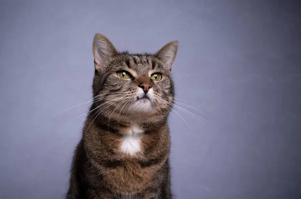 Tabby kot portret na szarym tle betonu z miejsca kopiowania — Zdjęcie stockowe