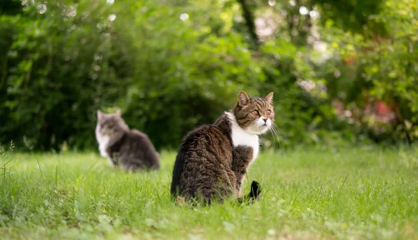 Two cats sitting side by side observing the garden — Stock Photo, Image