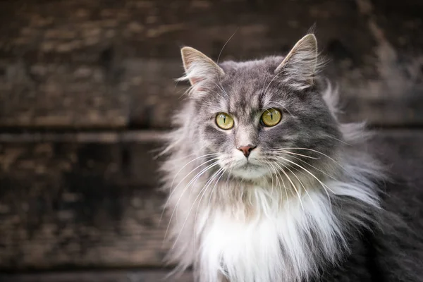 Cinza branco maine casulo gato retrato no fundo de madeira — Fotografia de Stock
