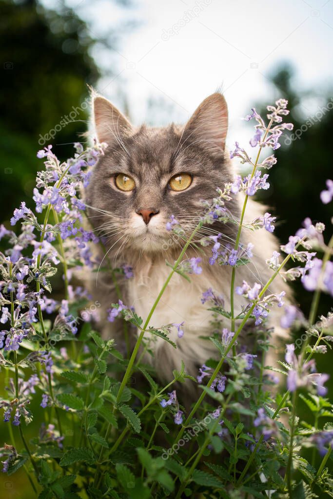 maine coon cat looking at blossoming catnip plant outdoors in nature