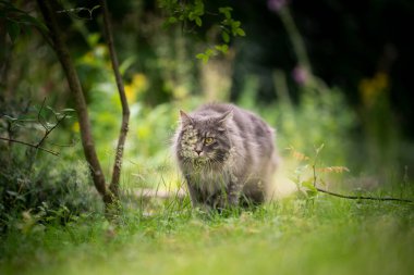 Gri kedi dışarıda yeşil doğada sinsice çimlerin arasında dolaşıyor.