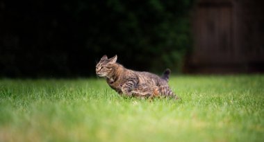Tekir kedi yüksek hızda yeşil çimlerde fotokopi alanı ile koşuyor