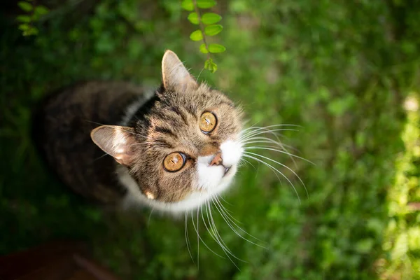 Gato alto ângulo vista retrato sentado no gramado verde olhando para cima curiosamente — Fotografia de Stock