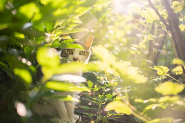 Timido gatto nascosto dietro le piante all'aperto alla luce del sole — Foto Stock