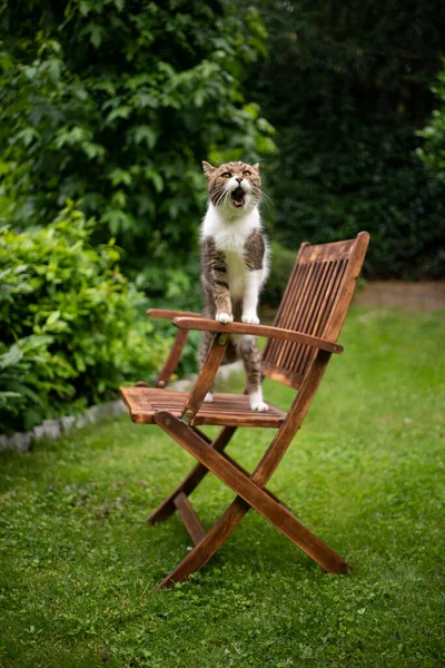 Gato al aire libre en verde patio trasero crianza hasta en madera jardín silla meowing — Foto de Stock