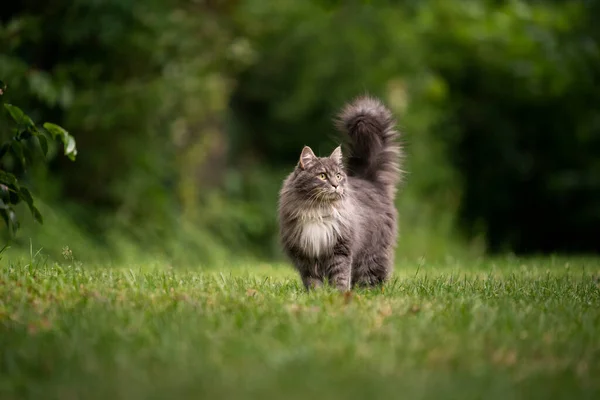 Maine coon cat with fluffy tail outdoors in green back yard — Stock Photo, Image