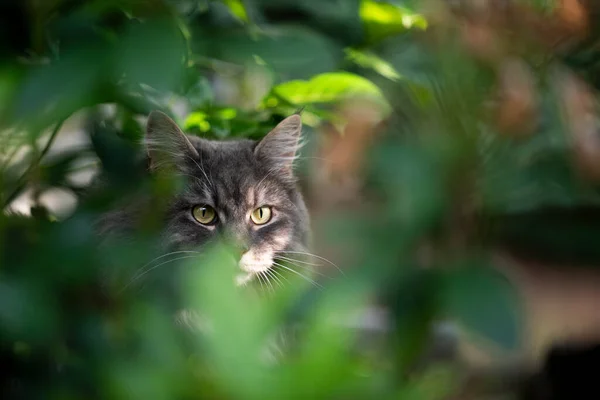 Gato na prowl escondendo-se atrás de plantas — Fotografia de Stock