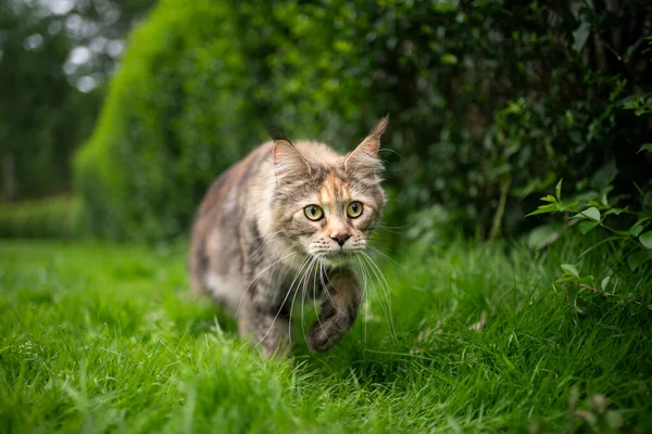 Tortoiseshell maine coon cat walking lowered on green grass outdoors — Stock Photo, Image