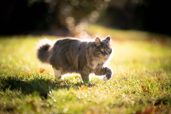 Cinza maine coon gato no passeio andando no prado ensolarado — Fotografia de Stock