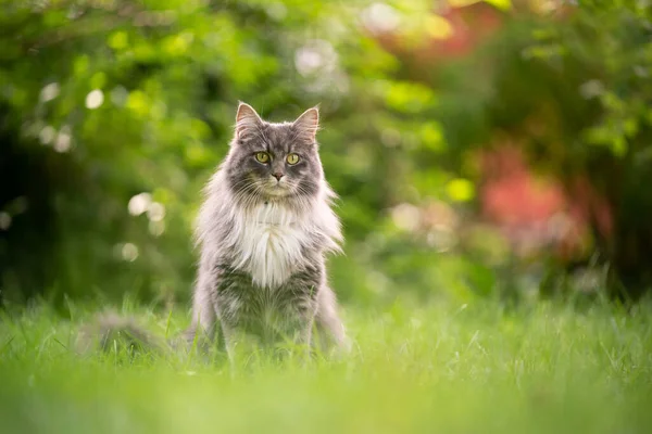 Grauer Maine Coon Coon Katzenporträt sitzt auf Gras im Freien — Stockfoto