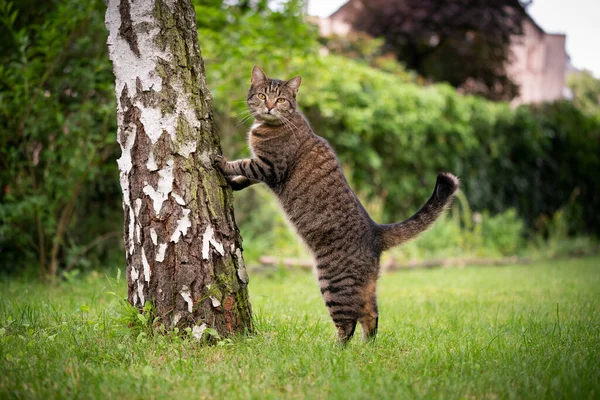 Γάτα που μεγαλώνει σε μια σημύδα κοιτάζοντας την κάμερα περιέργως — Φωτογραφία Αρχείου