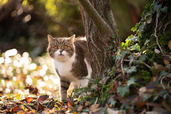 Kíváncsi macska felbukkan egy fa mögött napfényben õszi levelekkel — Stock Fotó