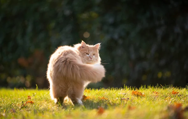 Maine coon gato al aire libre en la luz del sol de pie en el césped mirando hacia atrás por encima del hombro — Foto de Stock