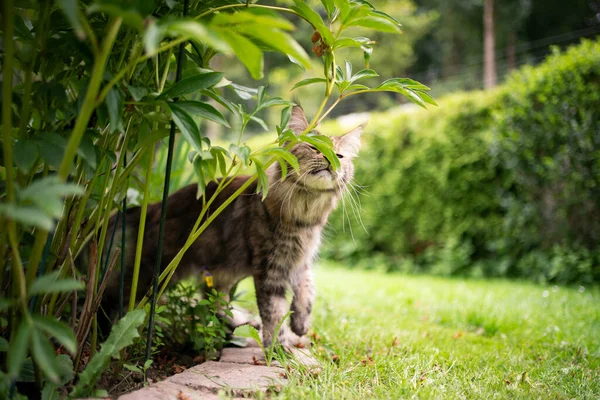 Любопытный мейн-кун кошка нюхает листья на открытом воздухе в зеленом саду — стоковое фото