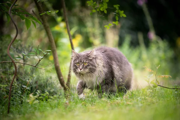 Šedá kočka venku na lovu v zelené přírodě plíží trávou — Stock fotografie