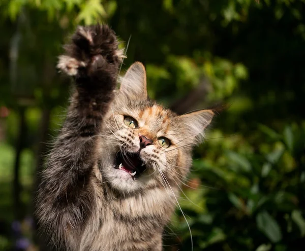 Calico maine coon gato caza criando pata al aire libre con boca abierta — Foto de Stock