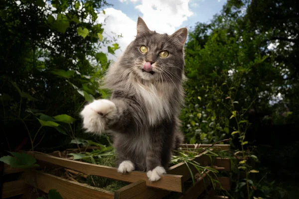 Hungrige Katze im Freien im Garten, die Pfote leckt Lippen — Stockfoto